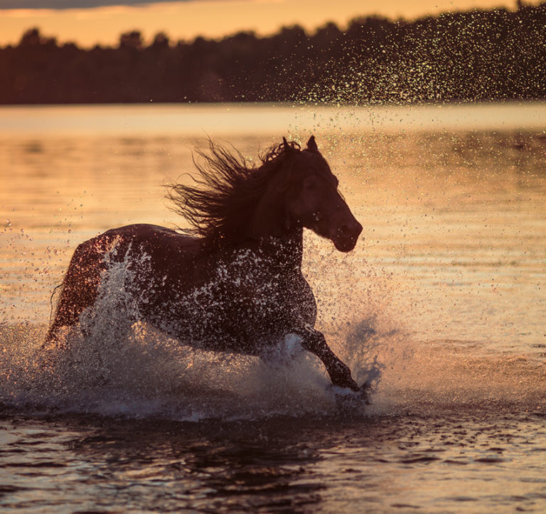 24 Hour Equine Vet Care Prescott Animal Equine Center