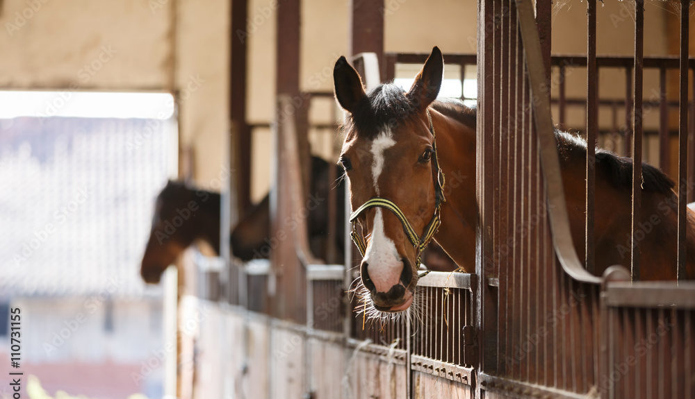 Meet Our Large Animal Veterinarians Prescott Equine Center