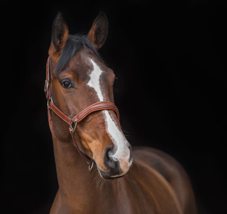 Payment Options Available Prescott Animal Equine Center