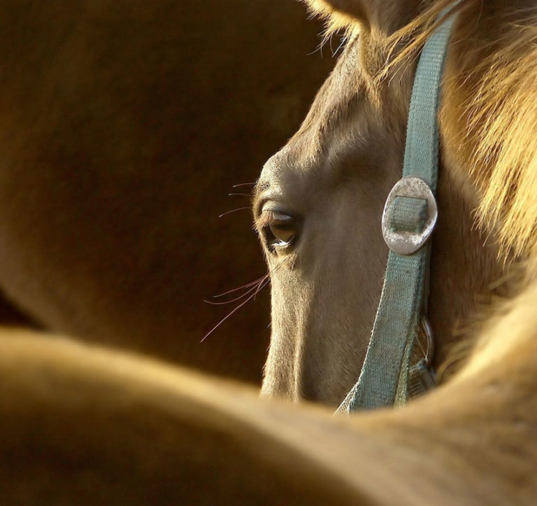 Payment Options Available Prescott Animal Equine Center