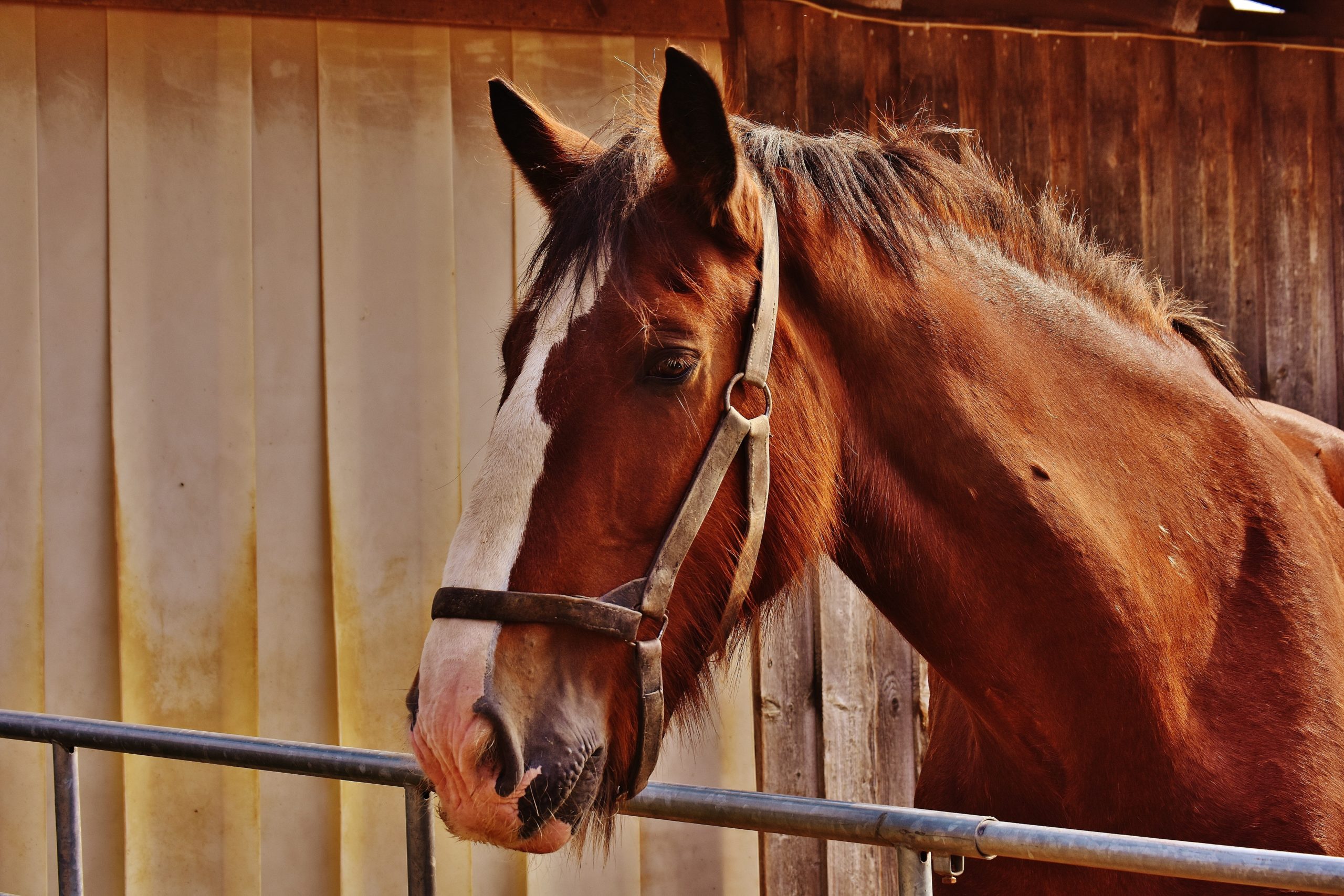 full hospitalization services are available at prescott equine