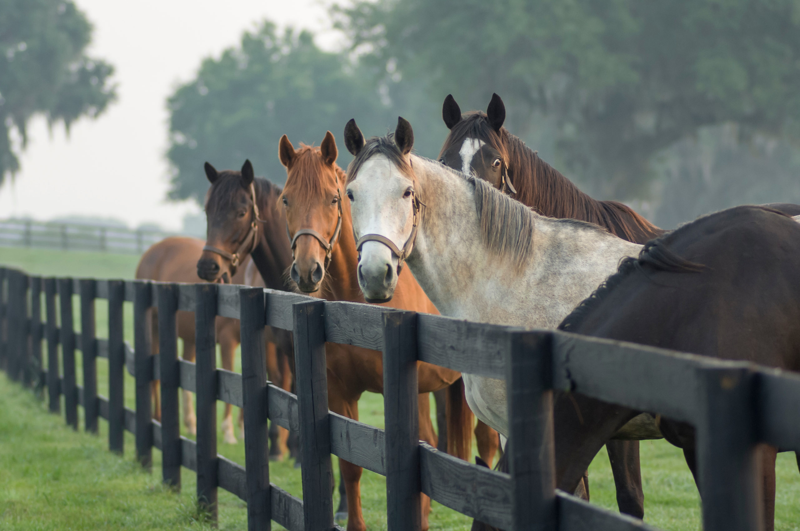 vaccinations for horses are available at prescott equine in arizona