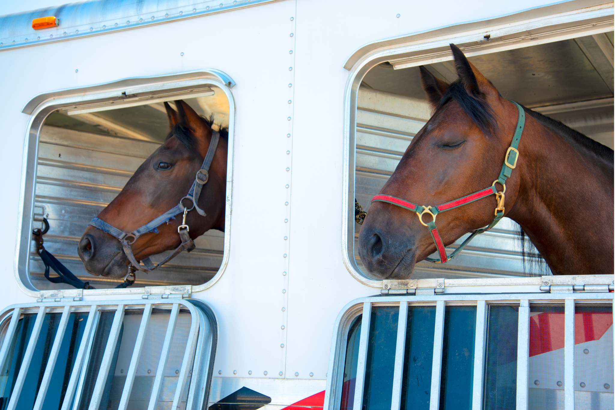 Horses in Trailor